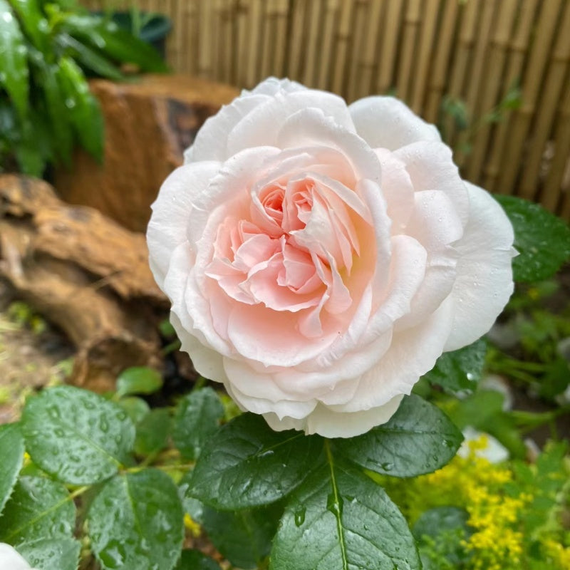 Blush Veranda Rose