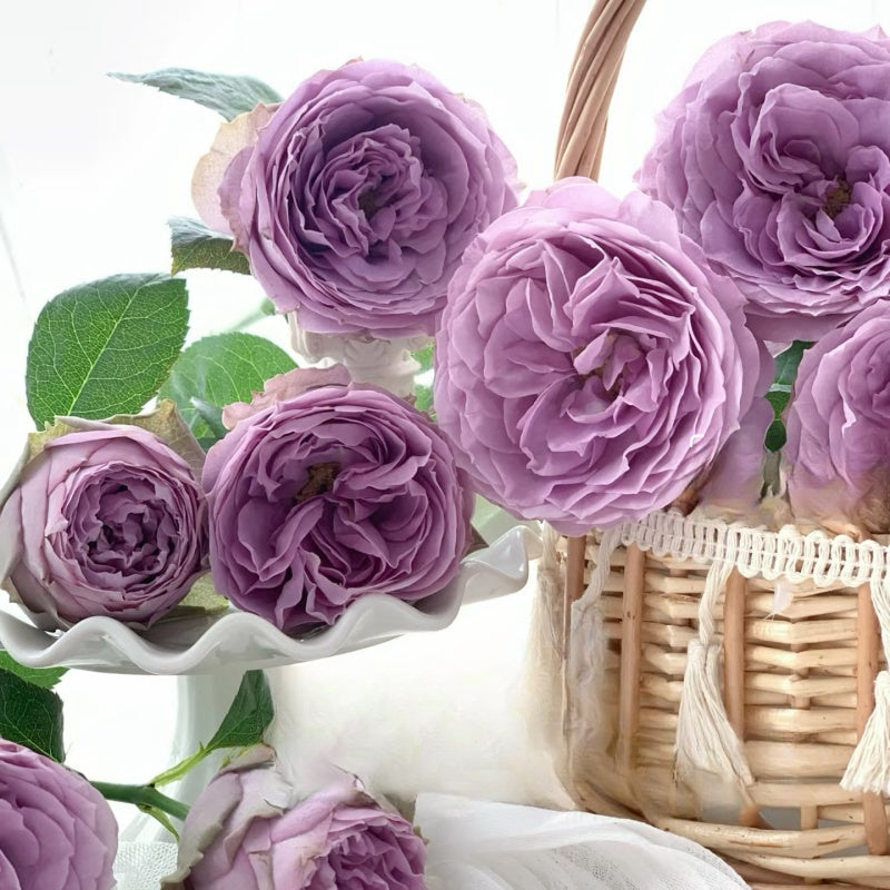 Blue Pompon Rose