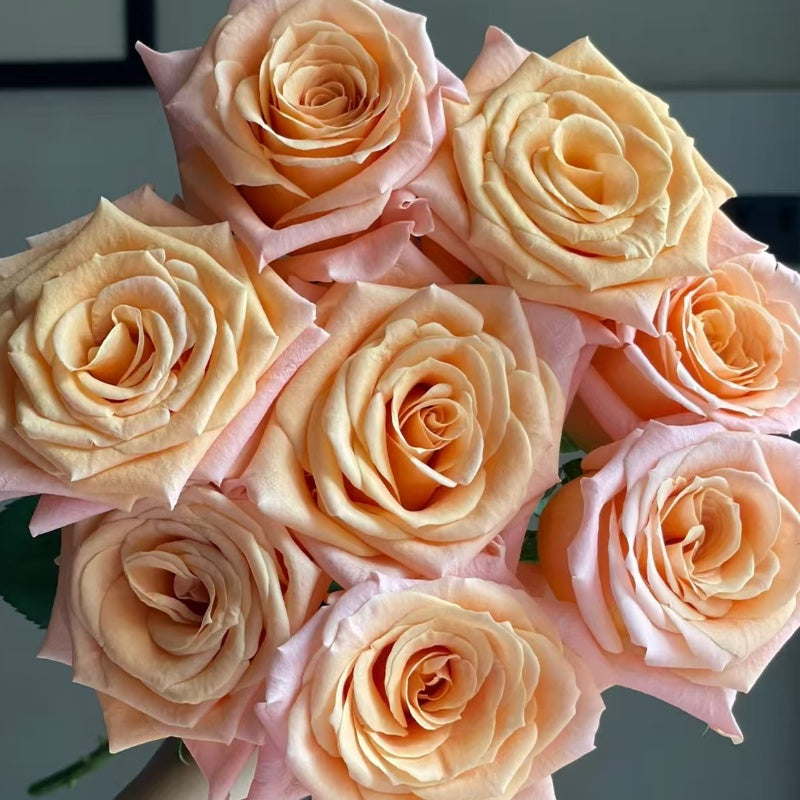 Shimmer Rose