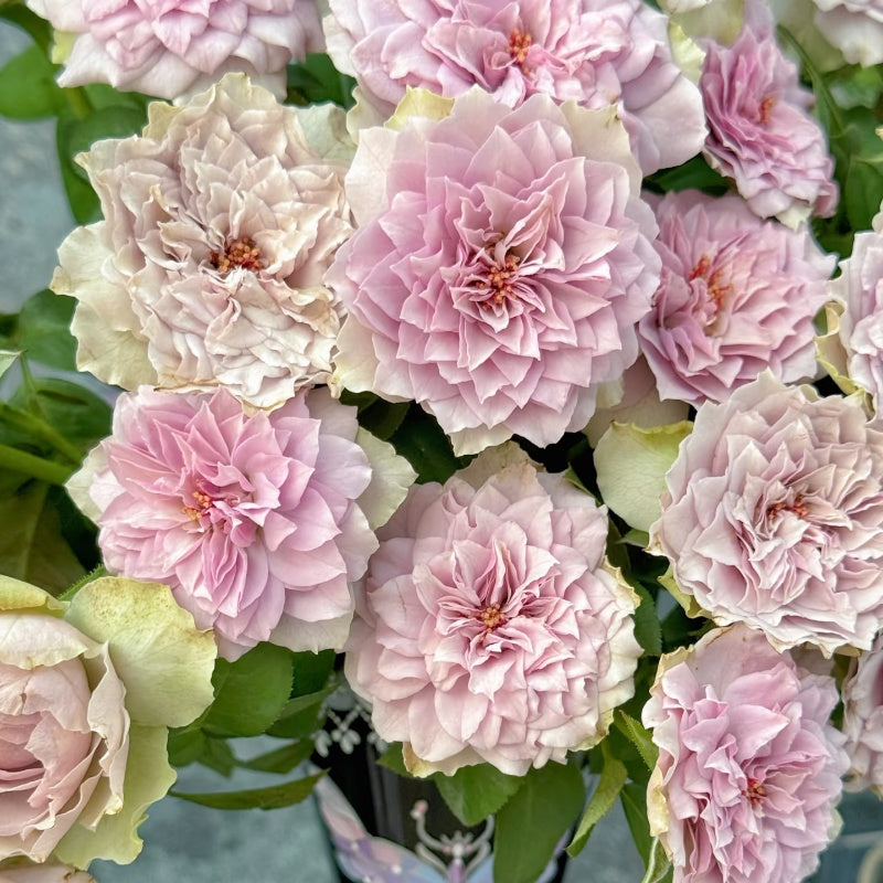Coffret Rose