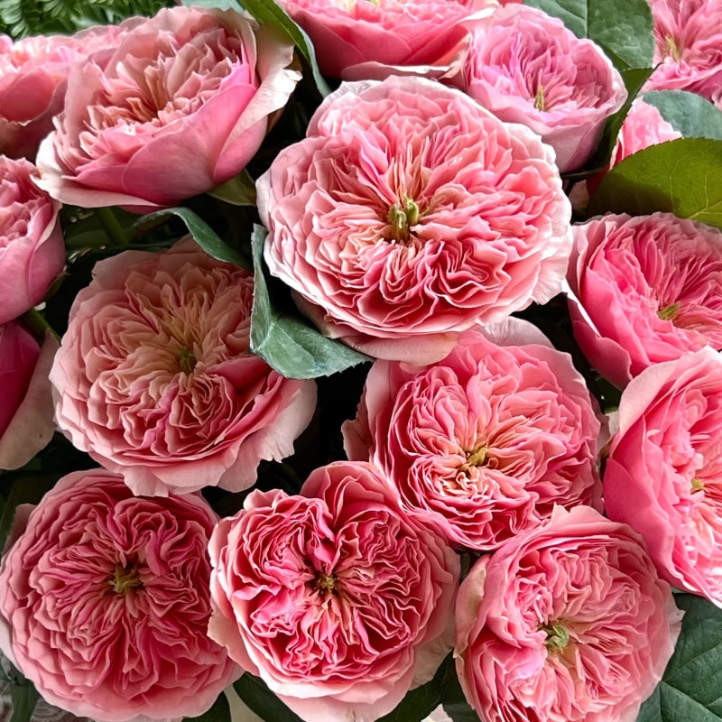 Romeo Rose
