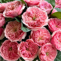 Romeo Rose
