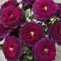 Black Caviar  Rose