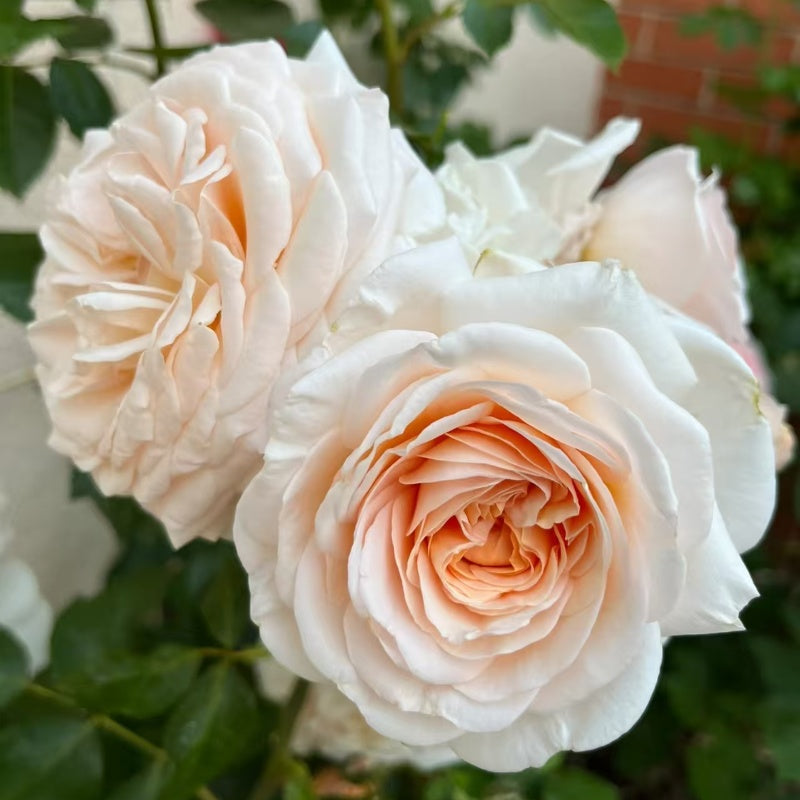 Courage Rose