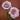 Antique Watch Rose shrub rose flowering in a sunny border