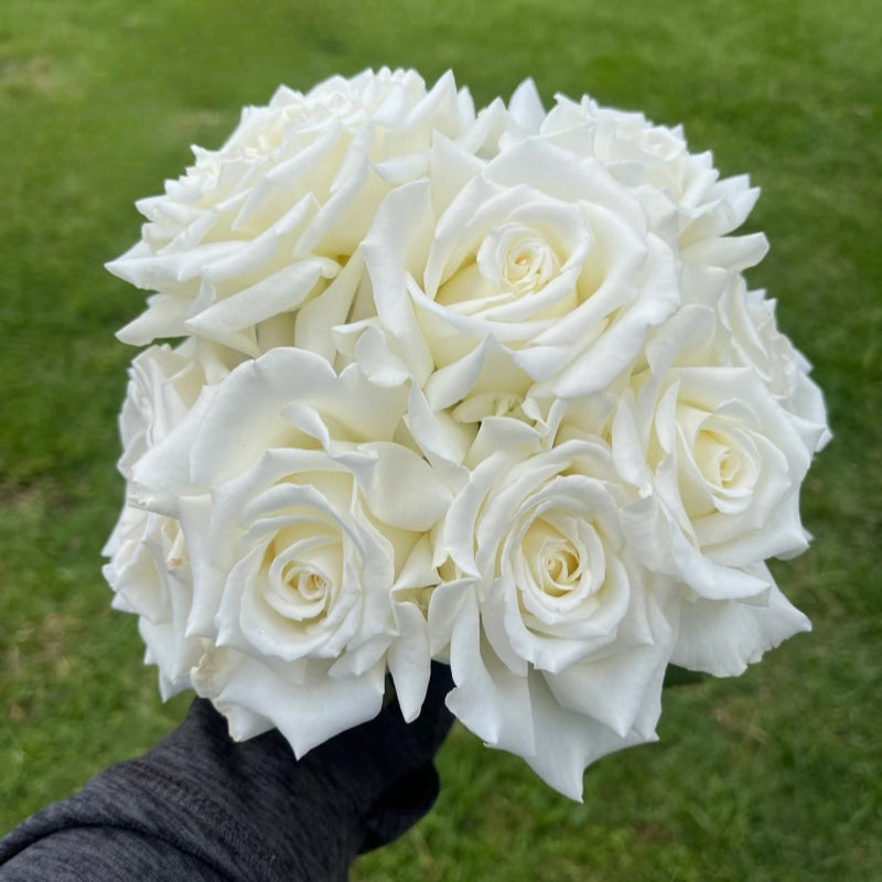 Pape Jean Paul II Rose