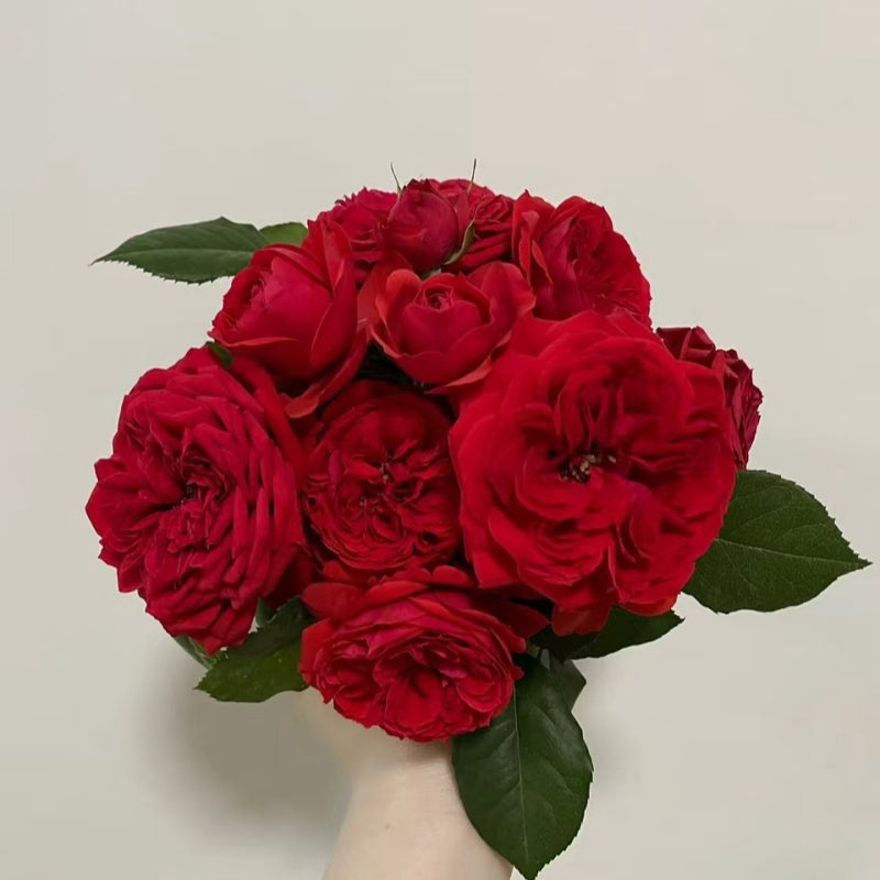 Red Apple Rose