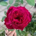 Jardin Parfume Rose