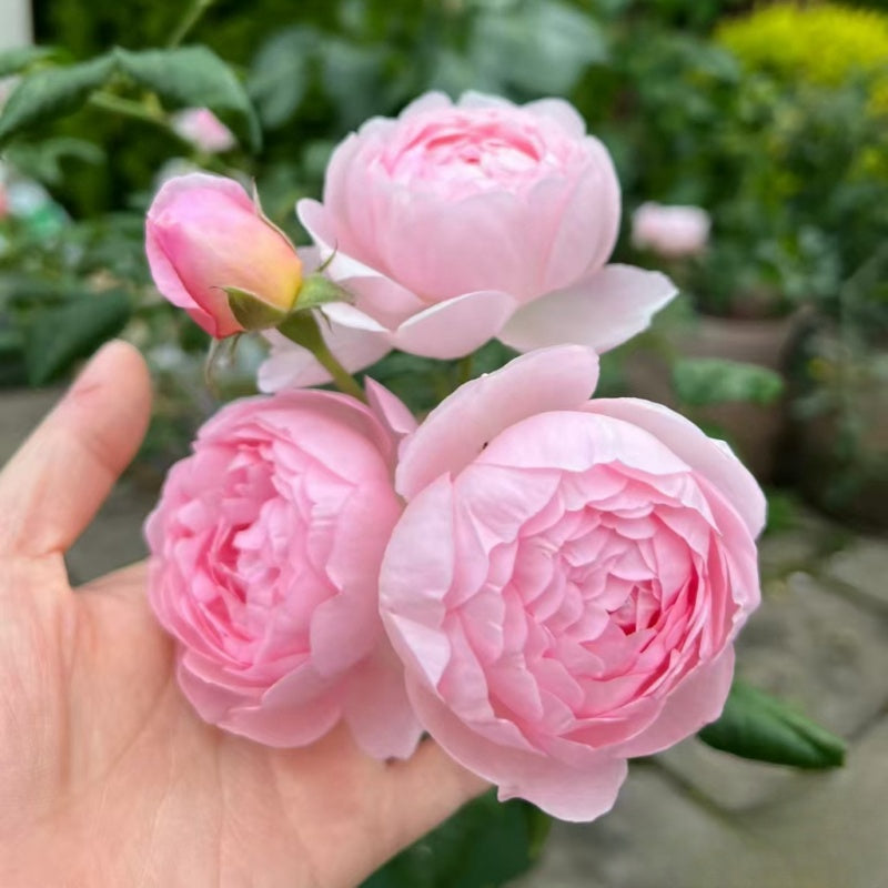 Scepter’d Isle Rose