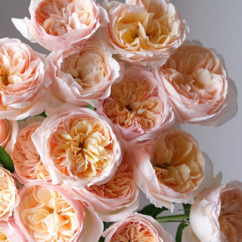 Juliet Rose