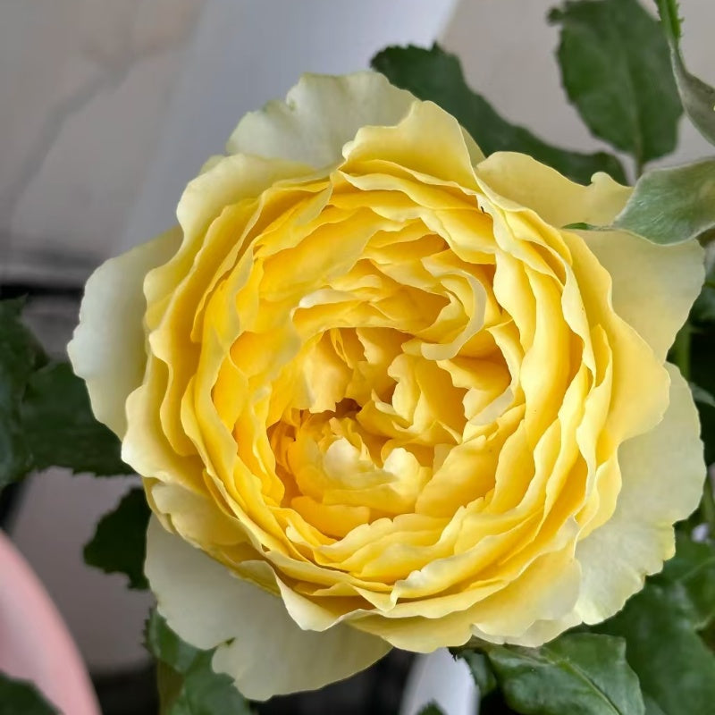 phytalos Rose