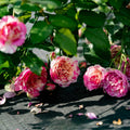 Édouard Manet Rose