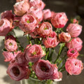 Northanger Abbey Rose