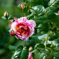Édouard Manet Rose