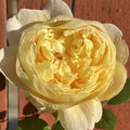 Charles Darwin Rose