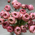 Northanger Abbey Rose