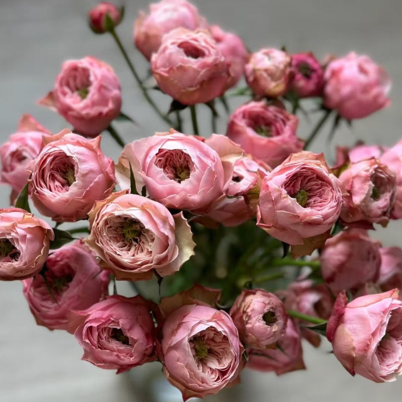 Northanger Abbey Rose