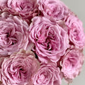 Montmartre Rose