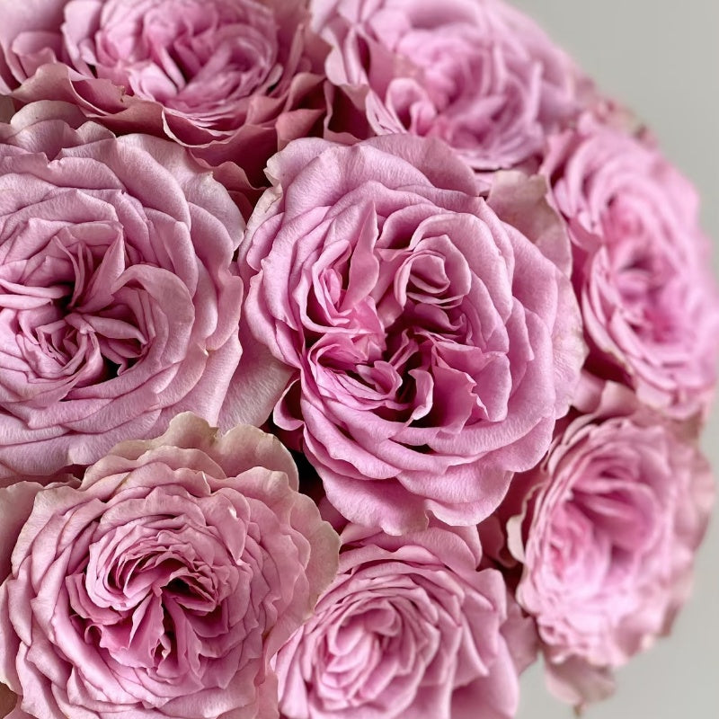 Montmartre Rose