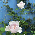 “Lucifer (Luminous Purple)” Rose