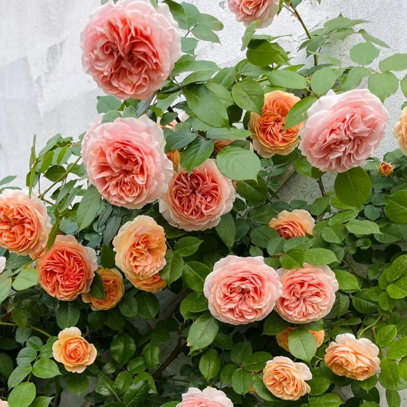 Chippendale Rose