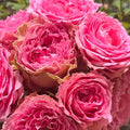 All Four Kiss Rose