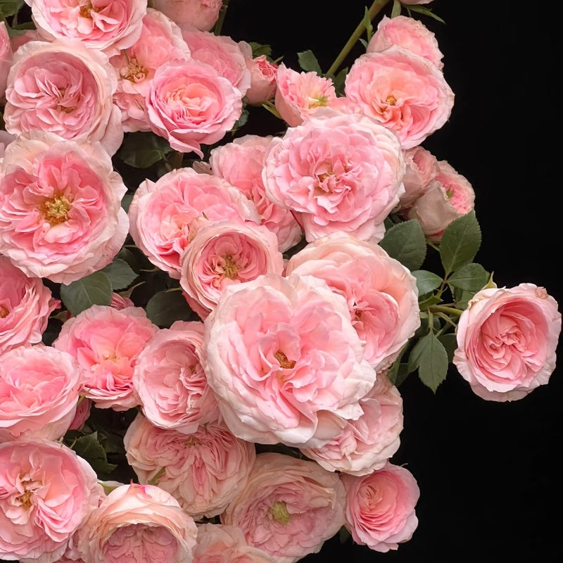 Mayra’s Bridal  Rose