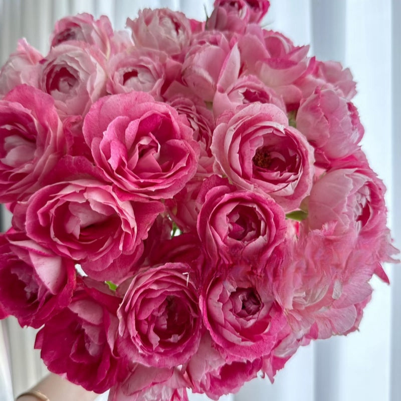Lady Candle Rose