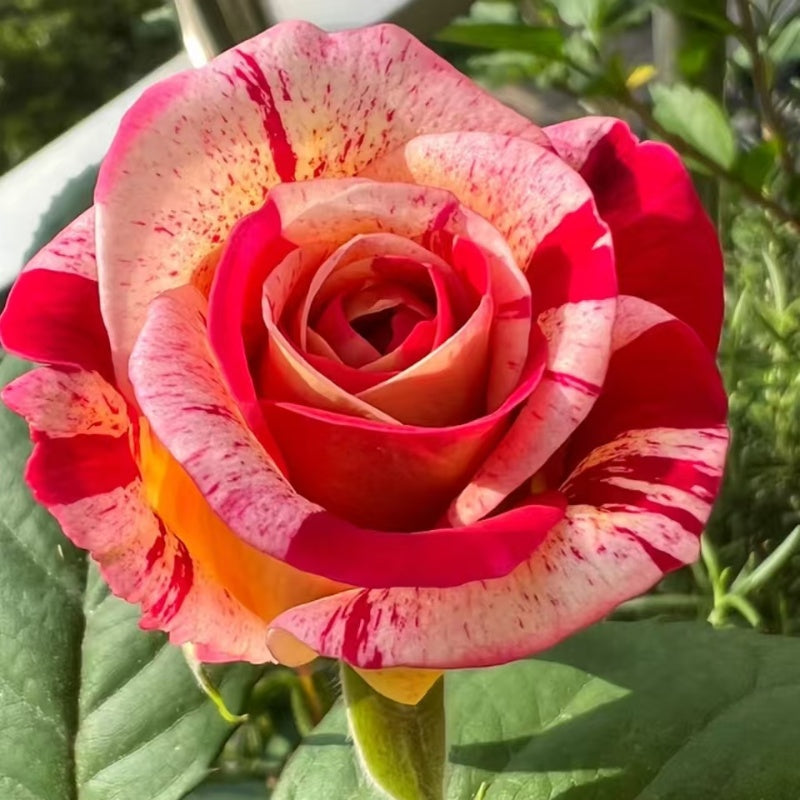 All American Magic Rose