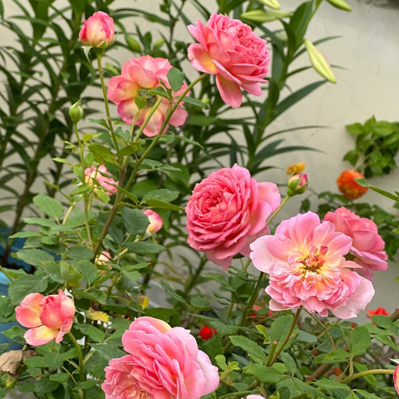 Jubilee Celebration Rose