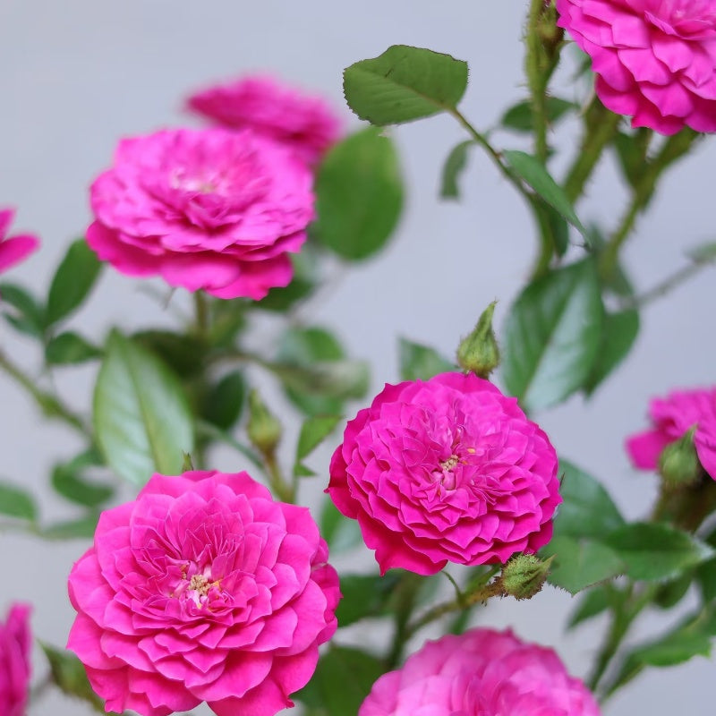 Liuhua Autumn Dance Rose