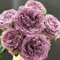 Princess Kaori Rose