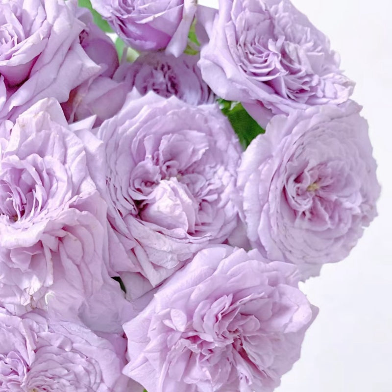 Ilias Rose
