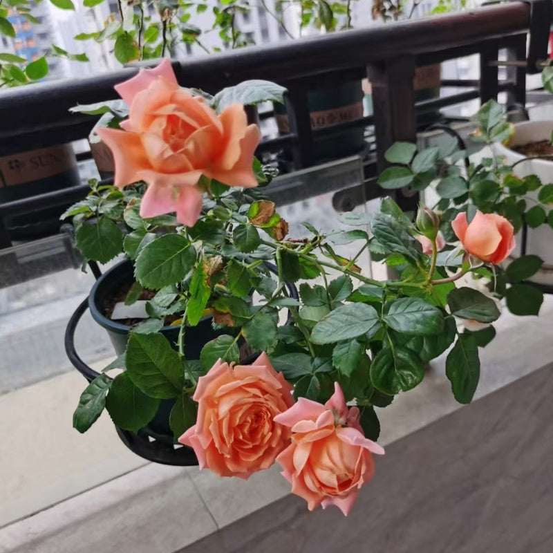Saturnus King Terrazza Rose