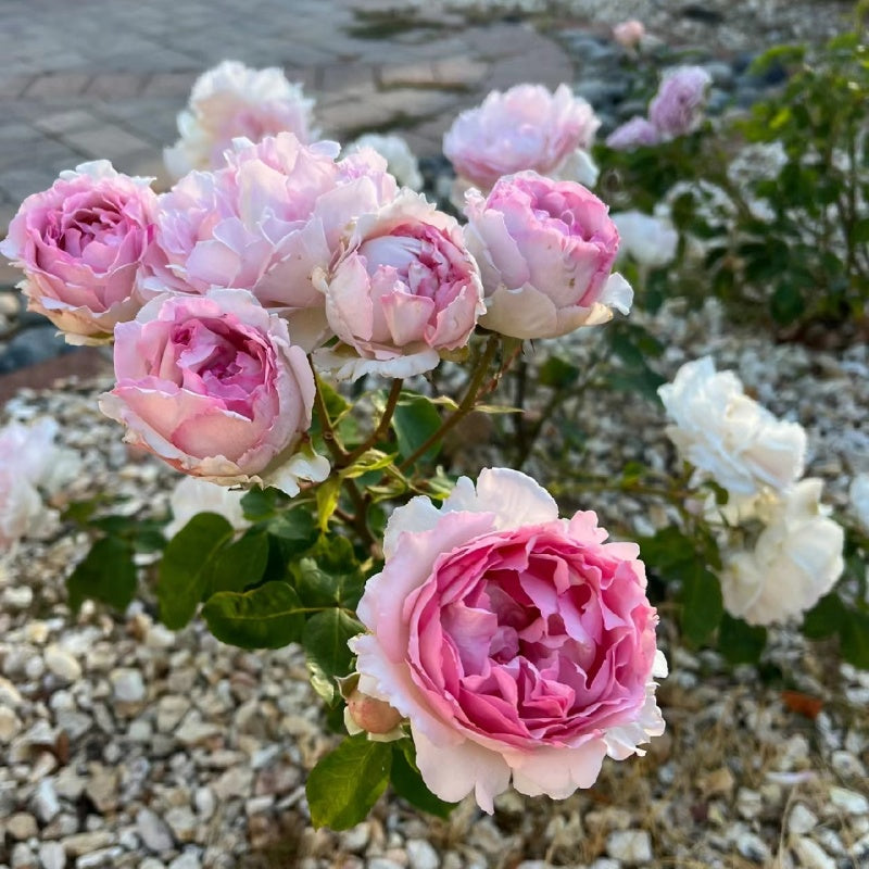 Noble de Parfum Rose