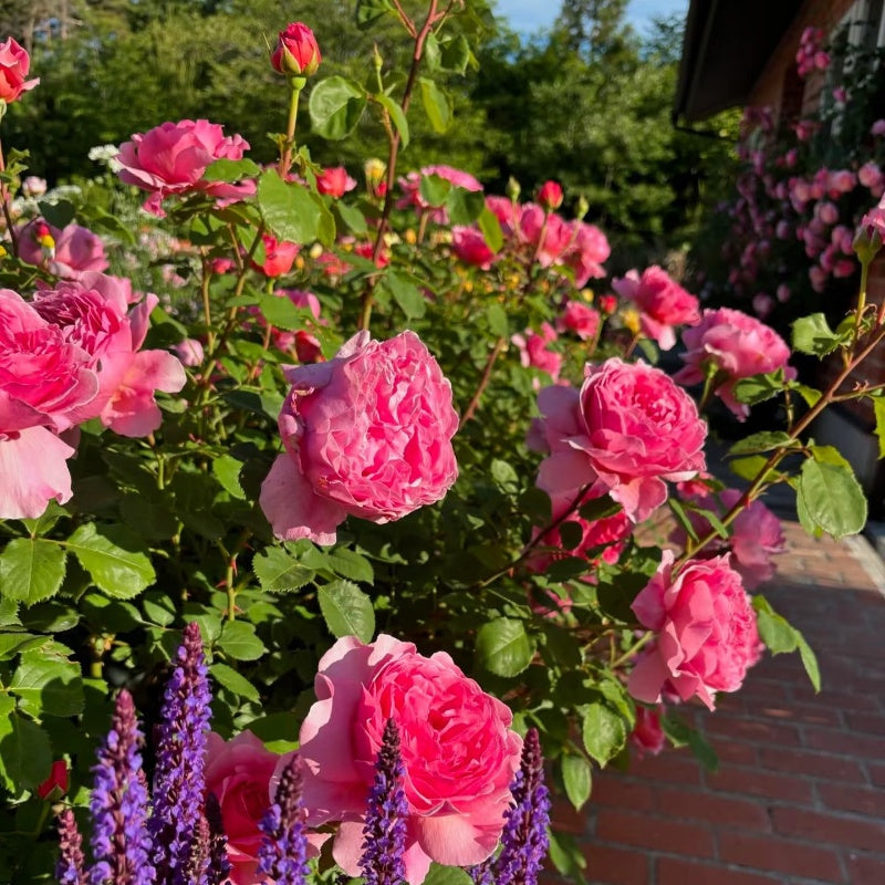 Princess Alexandra of Kent Rose