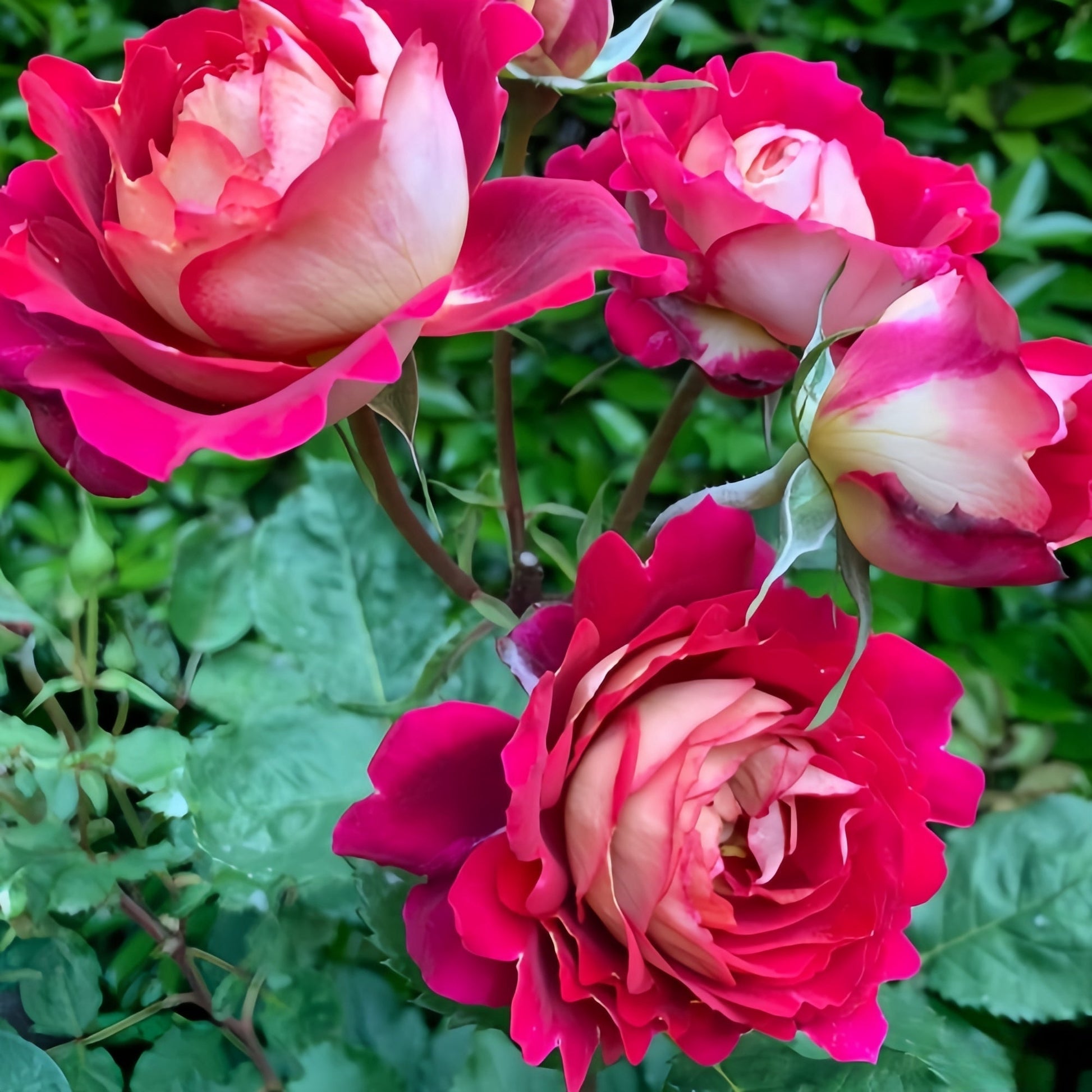 Docteurs Massad Rose