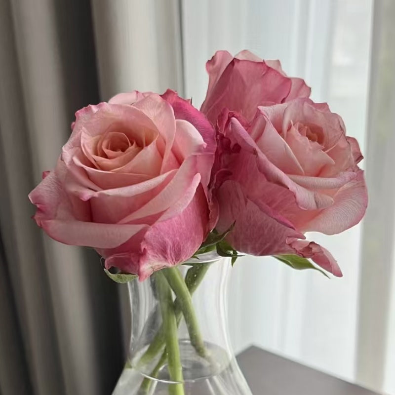 Jabulani Rose