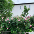 James Galway Rose