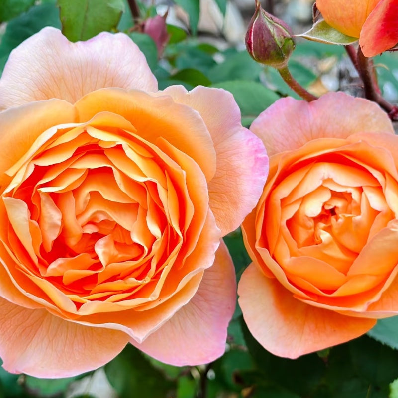 Lady Emma Hamilton Rose