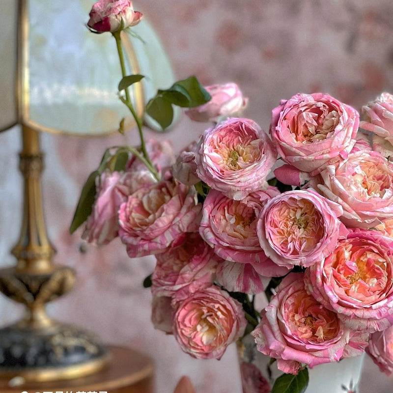 Jacques Monet Roses Claude Monet Rose – Elegant Garden Rose – Fast-growing-Plant