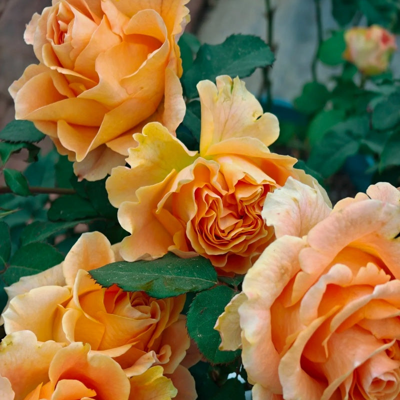 Peach X-pression Rose