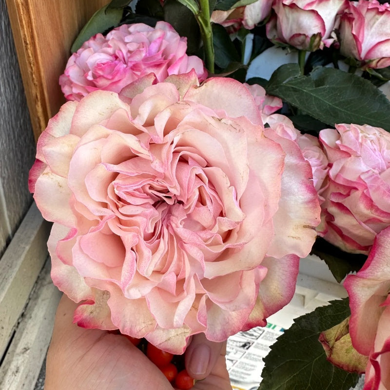 Country Candy Rose
