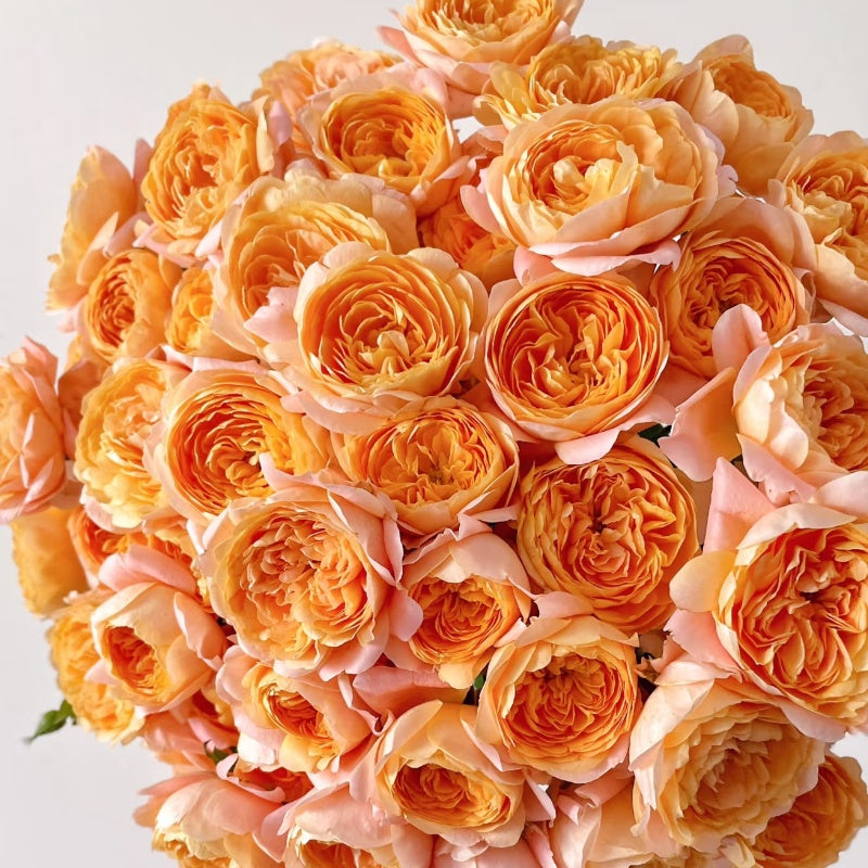 Juicy Terrazza Rose