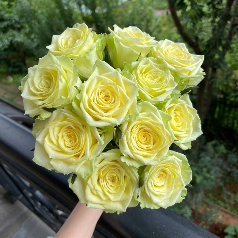 Rose Terraz Gemini