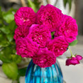 A gardener pruning The Dark Lady Rose, demonstrating its upright growth habit