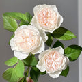 Queen of the Elves Rose