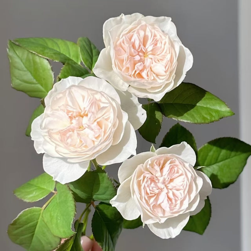 Queen of the Elves Rose