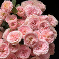 Mayra’s Bridal  Rose
