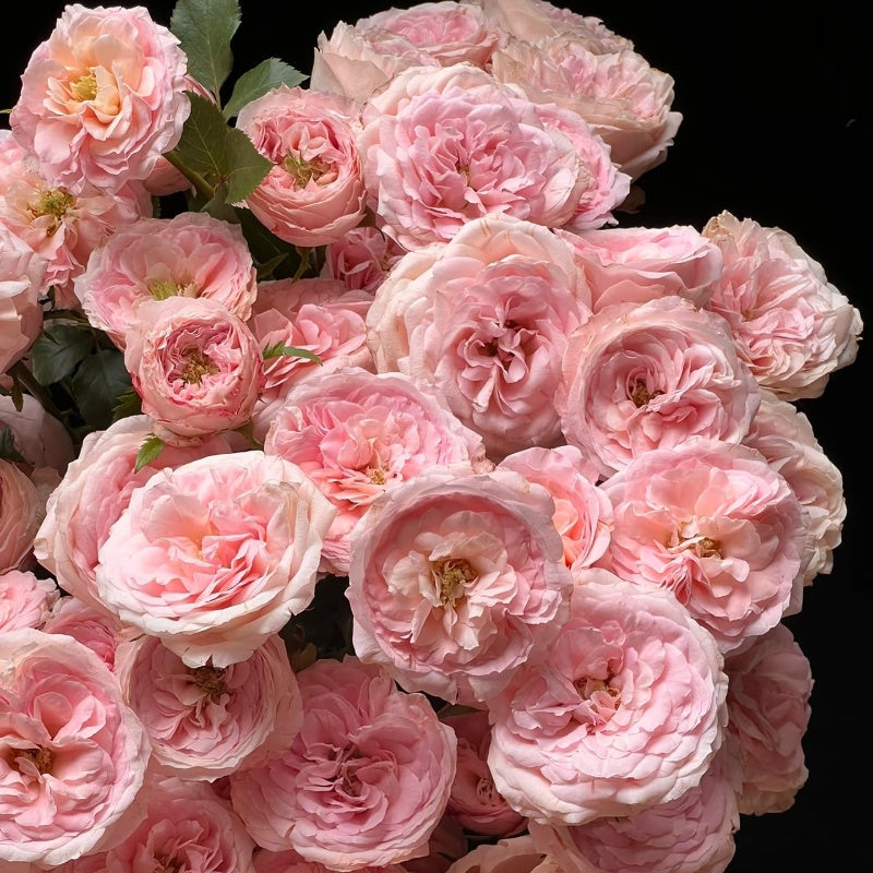 Mayra’s Bridal  Rose